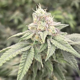 Japanese Tea > Bask Triangle Farms